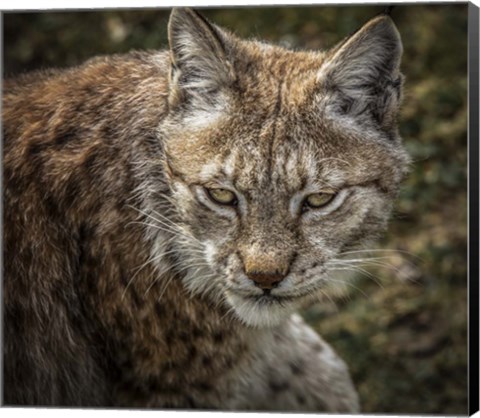 Framed Lynx II Print