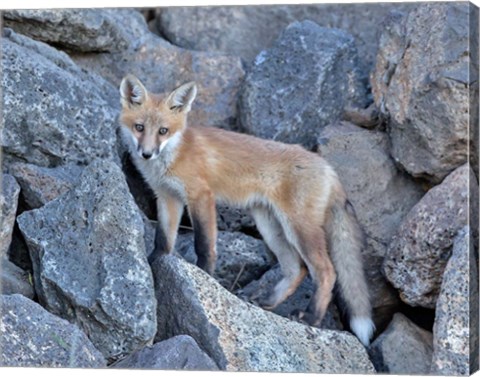 Framed Red Fox Kit I Print