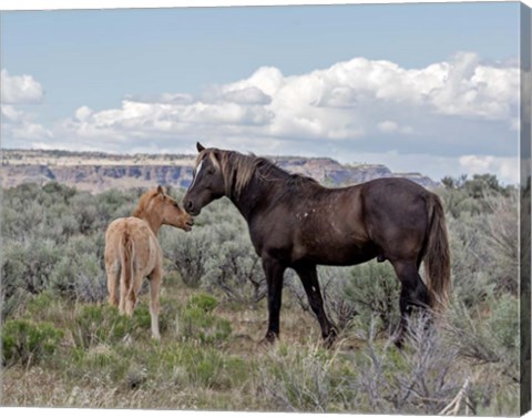 Framed Copper Pennys Foal &amp; Juniper Print