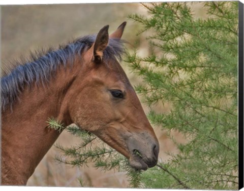 Framed Ochoco Foal &amp; Larch Print