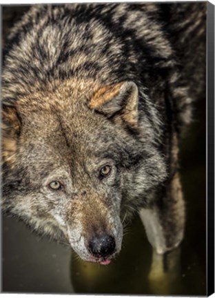 Framed Wolf in the Water Print