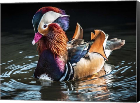 Framed Mandarin Duck Print