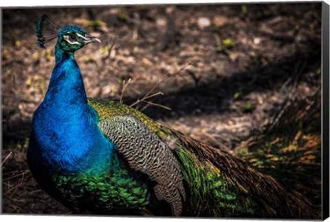 Framed Peacock II Print