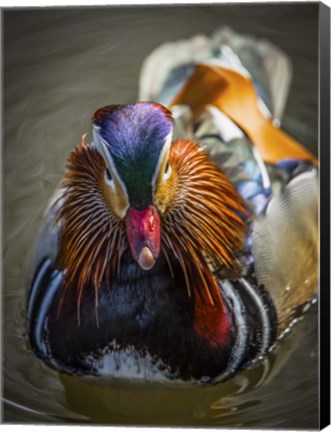 Framed Mandarin Duck II Print