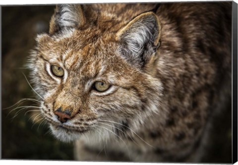 Framed Lynx Close Up Print