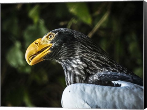 Framed Steller Eagle Print