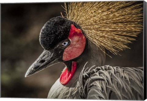 Framed Crowned Crane IV Print