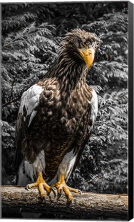 Framed Steller Eagle V crop Print