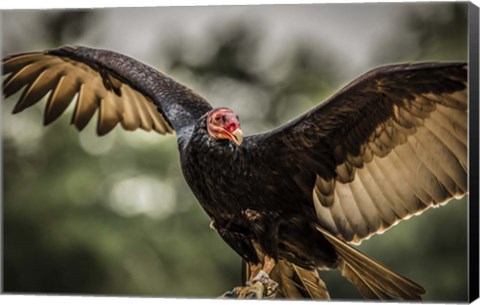 Framed Vulture II Print