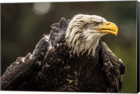 Framed Sea Eagle Print