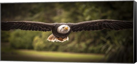 Framed Sea Eagle Flight II Print