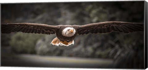 Framed Sea Eagle Flight II Black &amp; White Print