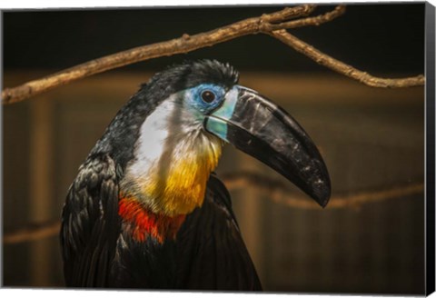 Framed Toucan VI Print