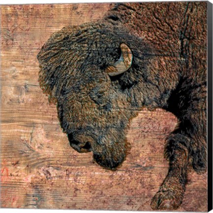 Framed Bison Print