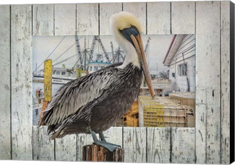 Framed Pelican Pride Print