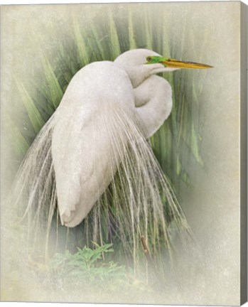 Framed Vintage Egret Print