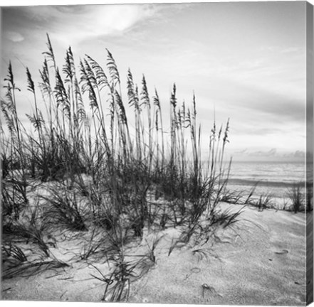 Framed Sea Oats Print