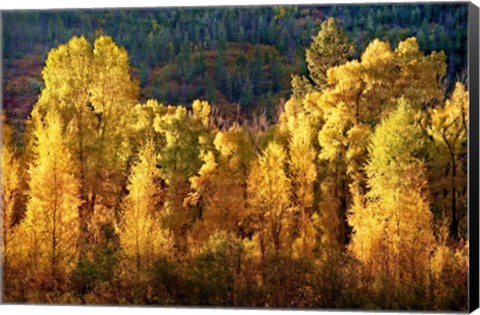 Framed Aspens in Autumn I Print