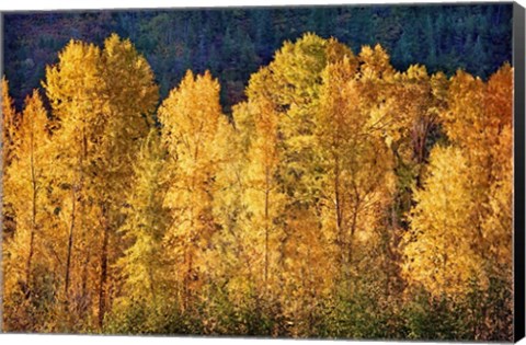 Framed Aspens in Autumn III Print