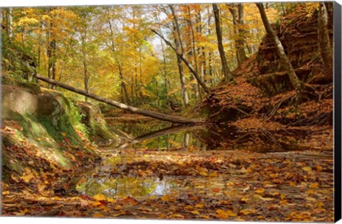 Framed Fallen Tree Print