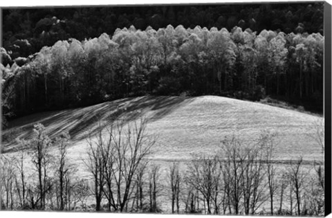 Framed NC Trees 1 Print