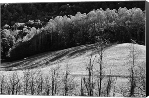 Framed NC Trees 2 Print