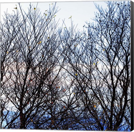 Framed Tree Against Sunset A Print