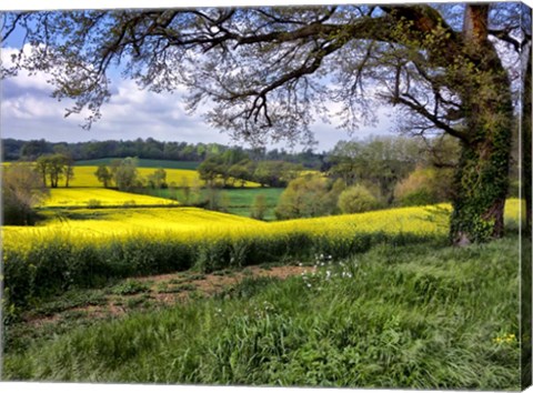 Framed Pastoral Countryside XIV Print