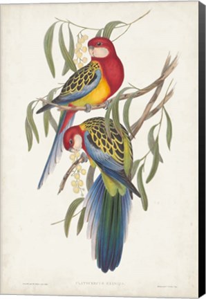 Framed Tropical Parrots IV Print