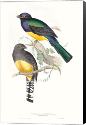 Framed Tropical Trogons II Print