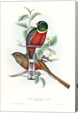 Framed Tropical Trogons V Print