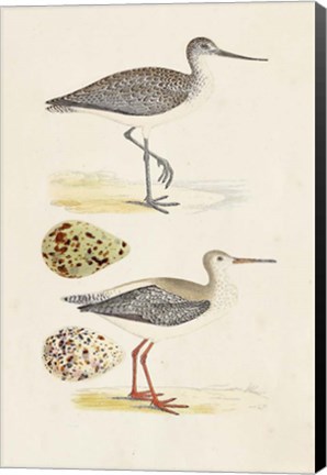 Framed Sandpipers &amp; Eggs I Print