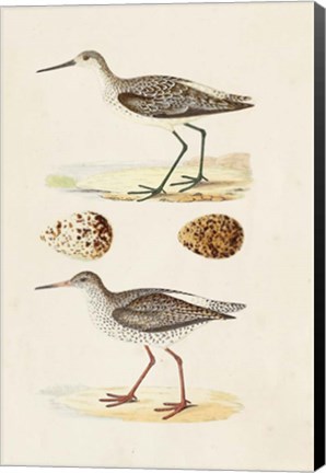 Framed Sandpipers &amp; Eggs II Print