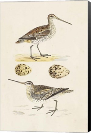 Framed Sandpipers &amp; Eggs III Print