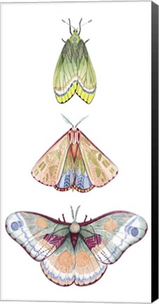 Framed Moth Fairies II Print