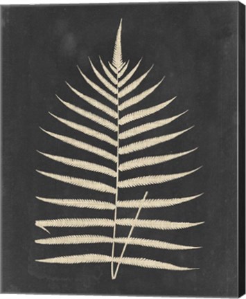 Framed Linen Fern III Print