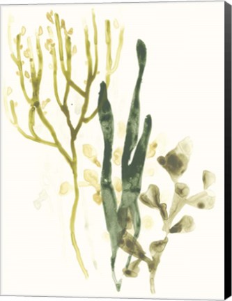 Framed Kelp Collection V Print