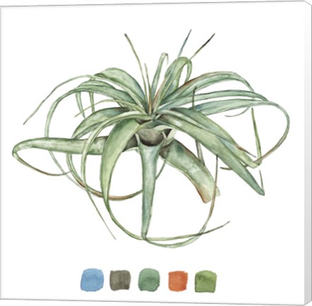 Framed Air Plant Study III Print