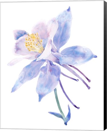 Framed Columbine Bloom II Print