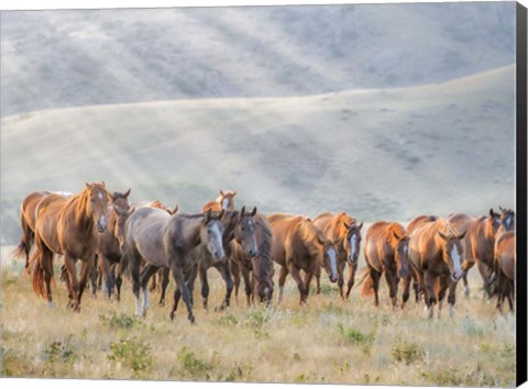 Framed Sunkissed Horses III Print