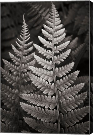 Framed Lady Fern I Print