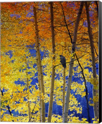 Framed Autumn Aspen Raven Print