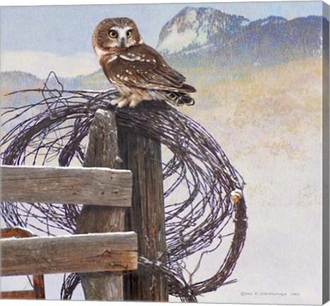 Framed Saw-Whet Owl Rusty Fence Print