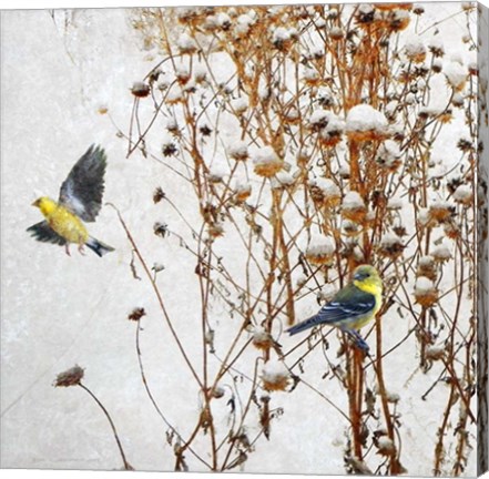 Framed Goldfinch Print