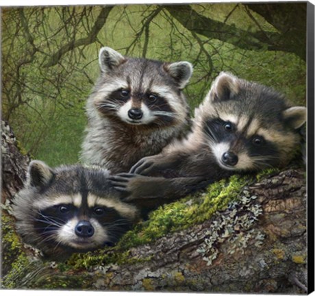 Framed Raccoons As Art Print