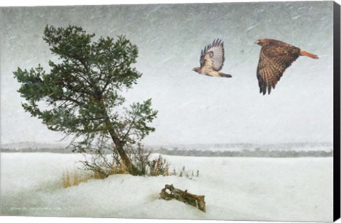 Framed Lone Tree Redtail Hawks Print