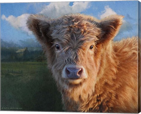 Framed Highland Calf Print