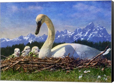 Framed Swan Nest Print