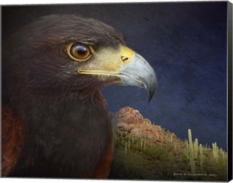 Framed Harris Hawk Study 2 Print