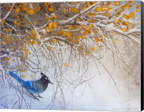 Framed Snowy Branches Stellar Jay Print